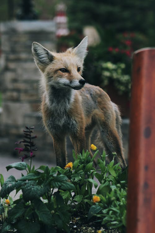 Red Fox Near Green Plant