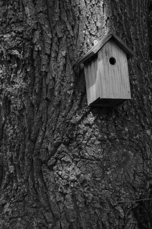 Free A black and white image of a wooden birdhouse attached to a tree trunk, showcasing nature conservation. Stock Photo