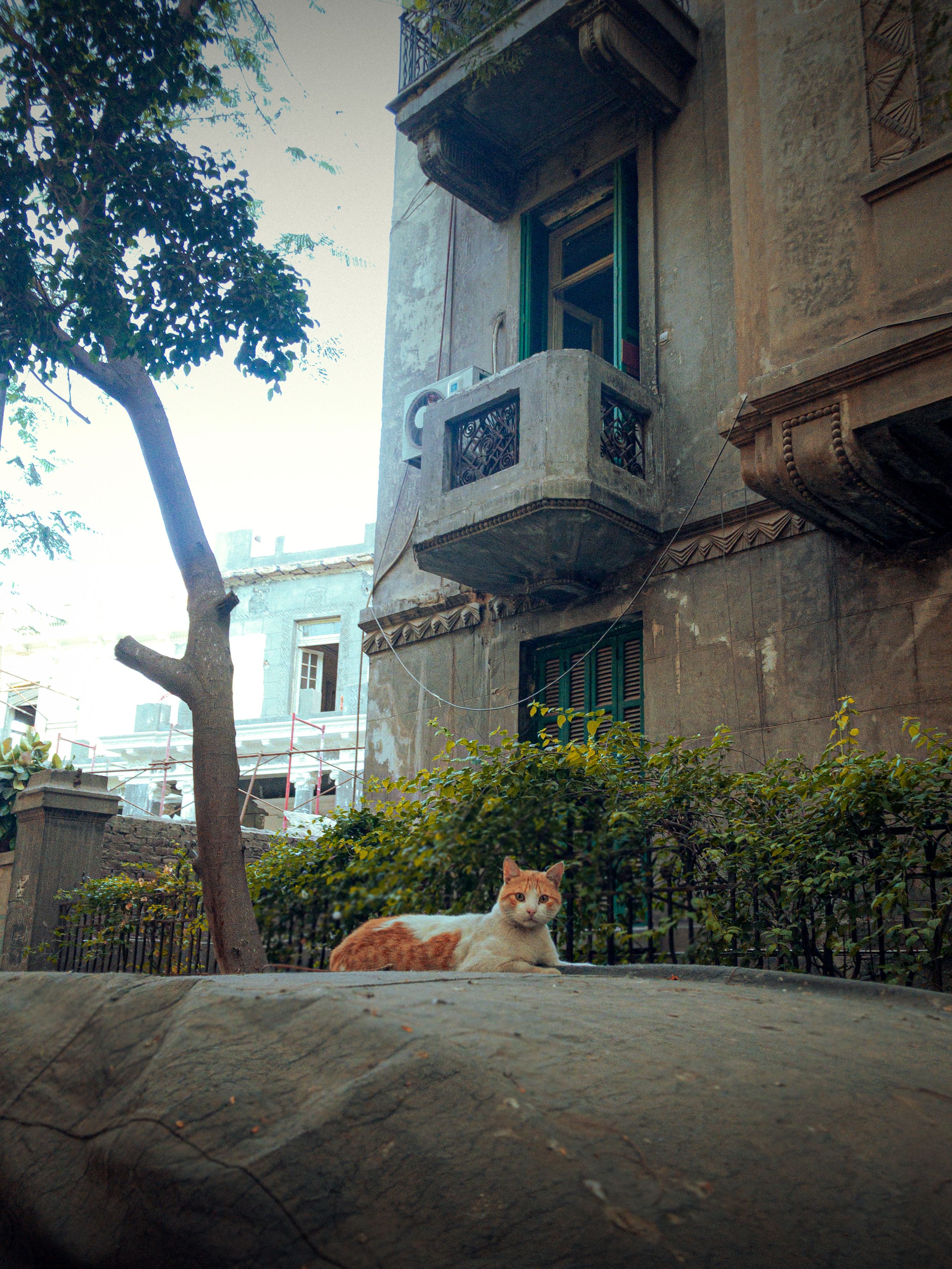 A cat is laying on a rock in front of a building · Free Stock Photo