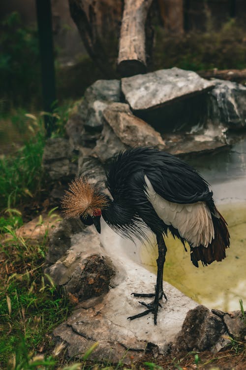 Foto profissional grátis de ave, ave pernalta, de pé