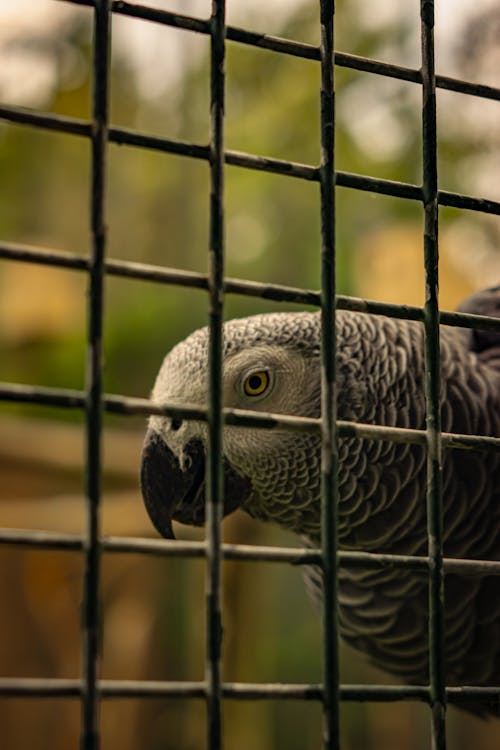 동물 사진, 동물원, 새의 무료 스톡 사진