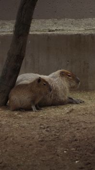 Two capybaras sit resting on the ground in a zoo habitat, showcasing wildlife photography.