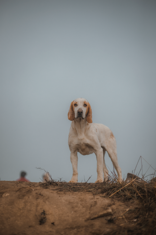 Free A light brown dog stands alert on a sandy hill, set against a clear sky, evoking a sense of adventure and companionship. Stock Photo