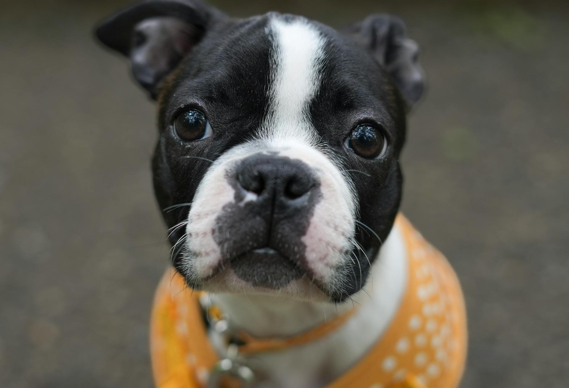 Close-up of a Boston Terrier Dog