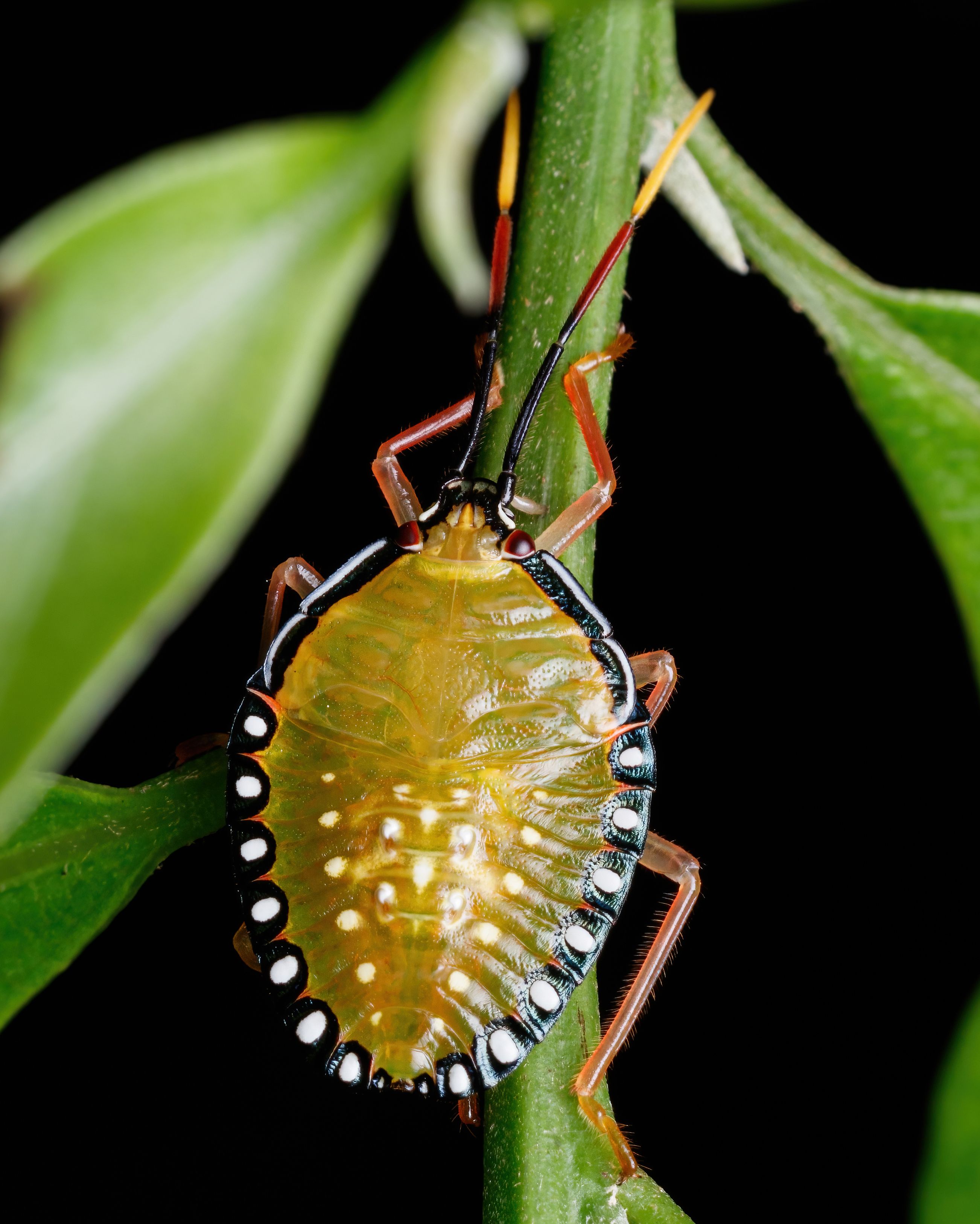 A detailed macro shot of a shield bug with vibrant colors on a green leaf.