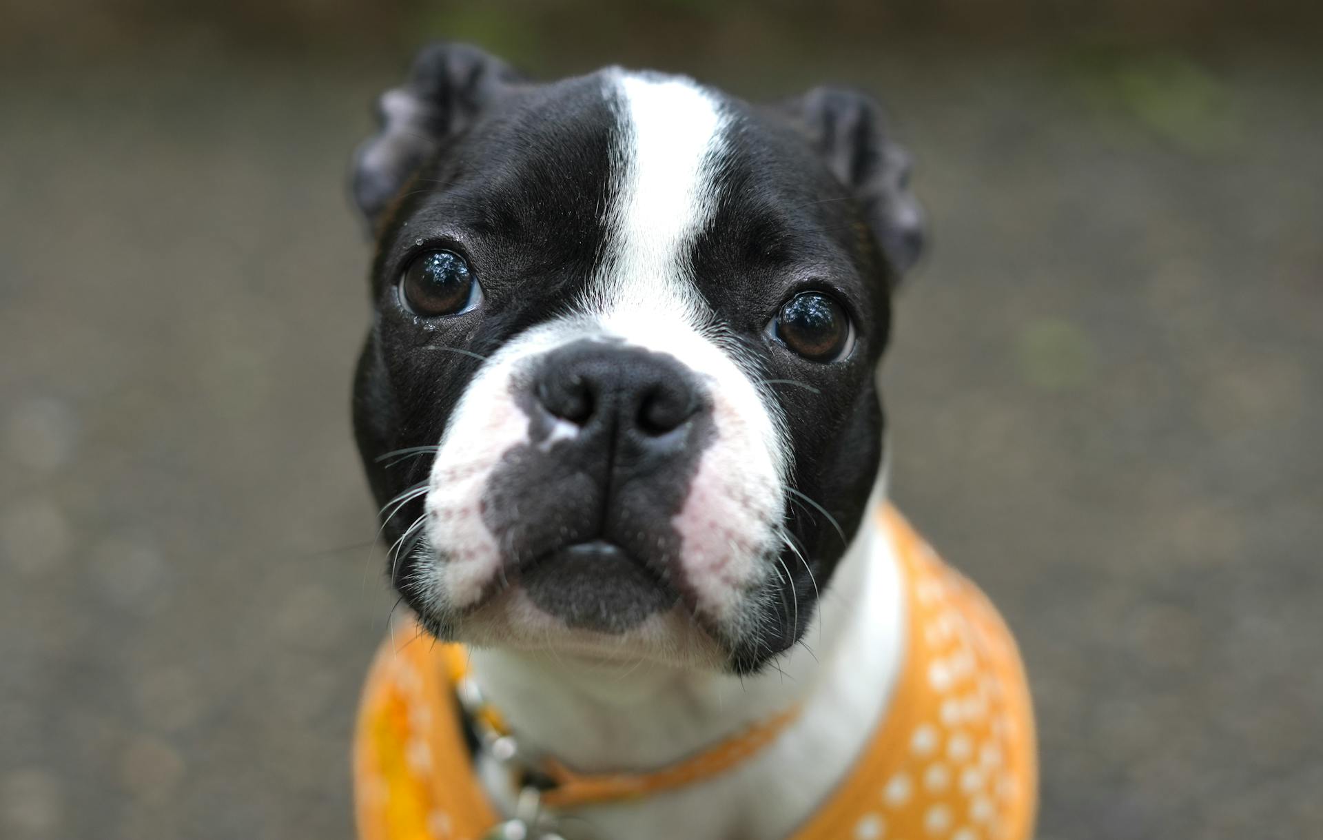 Close-up of a Boston Terrier Dog