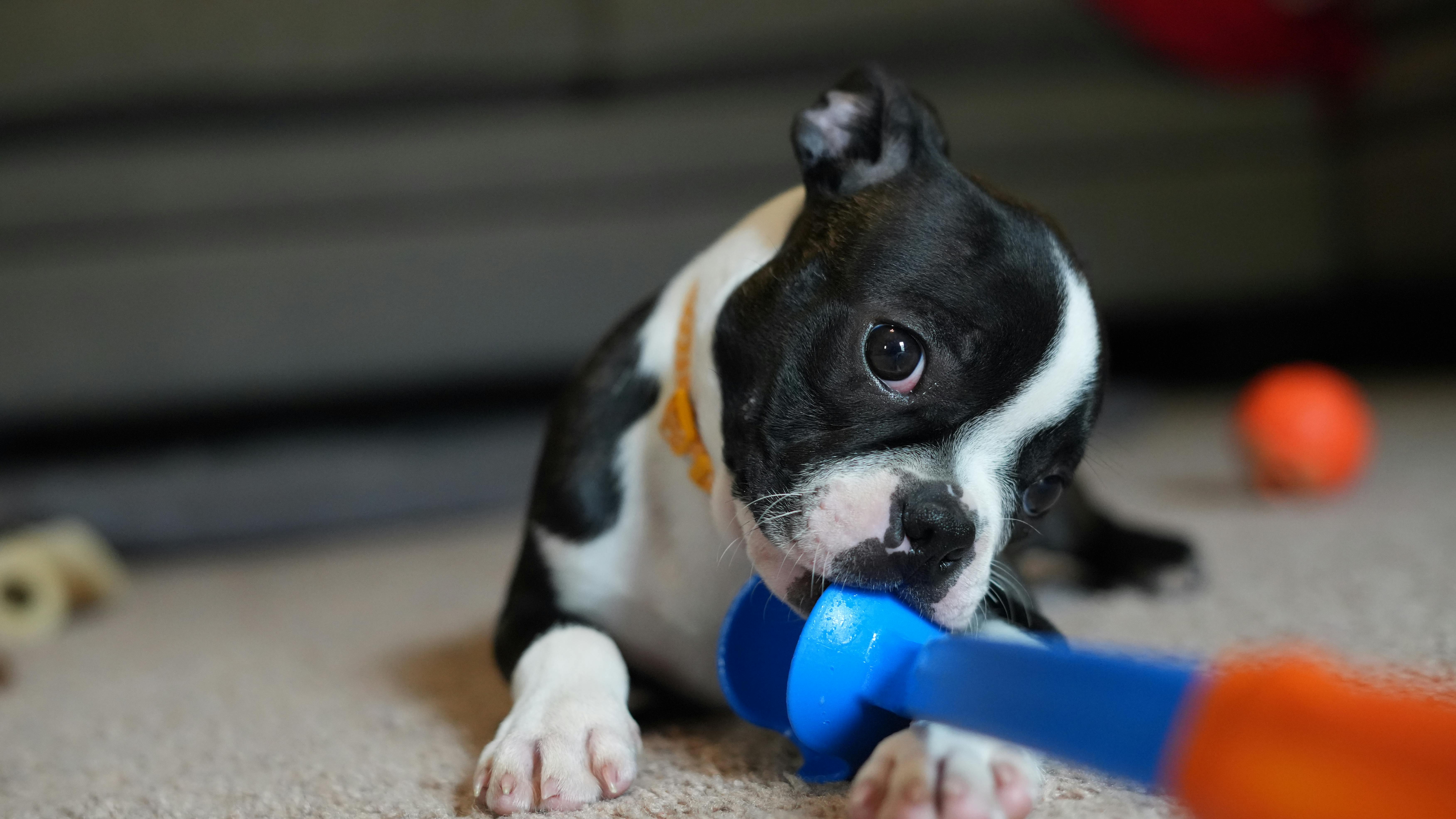 A Boston Terrier Dog Playing with Toys