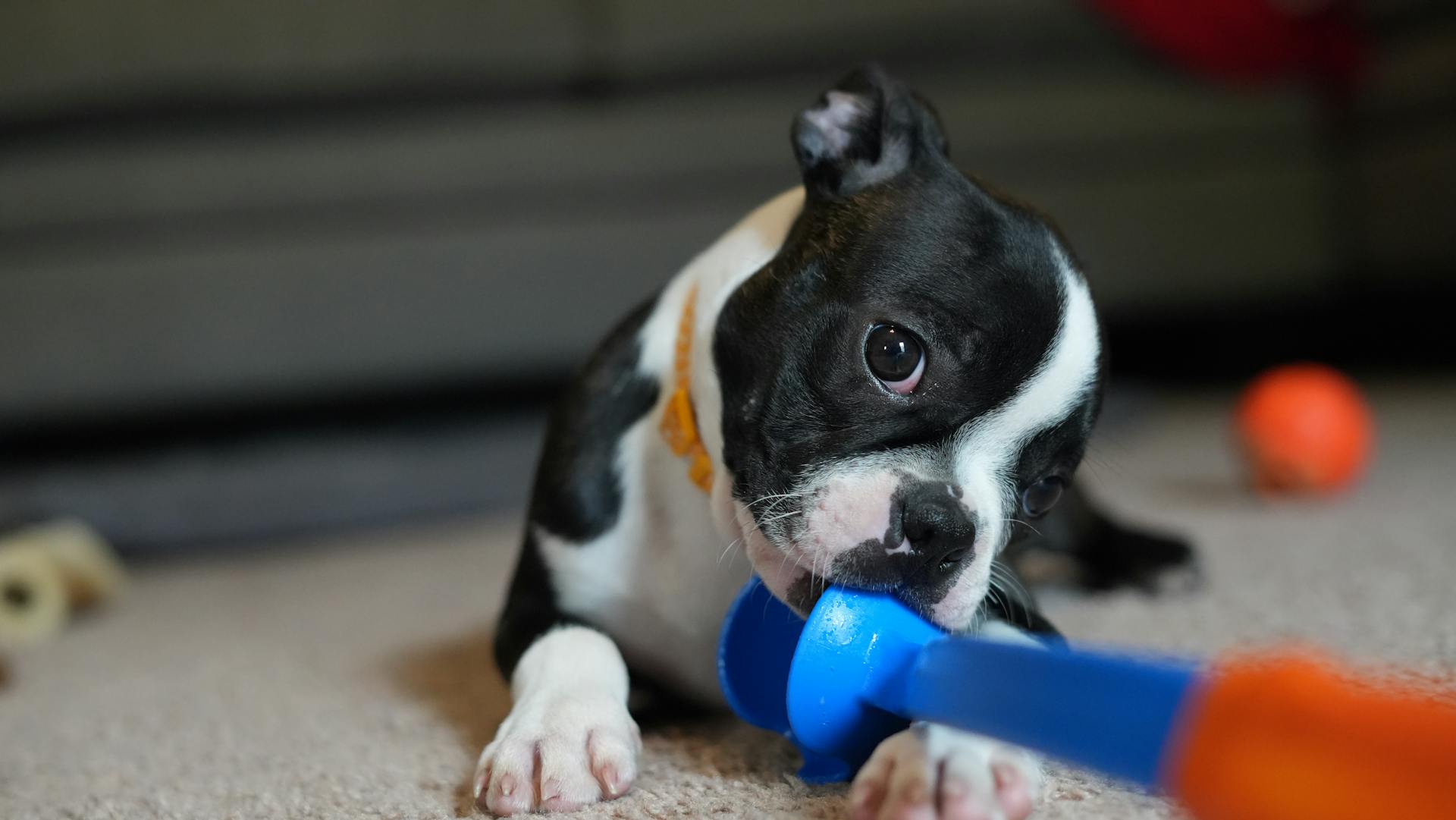 En bostonterrier som leker med leksaker