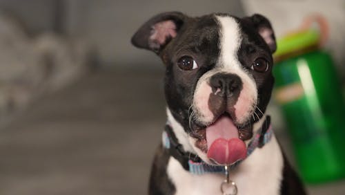 Boston terrier puppy yawn