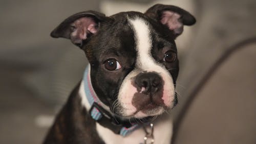 Boston terrier puppy