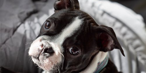 Boston terrier puppy