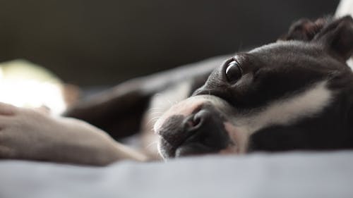 Boston terrier lounging