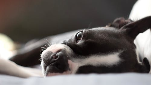 Boston terrier lounging