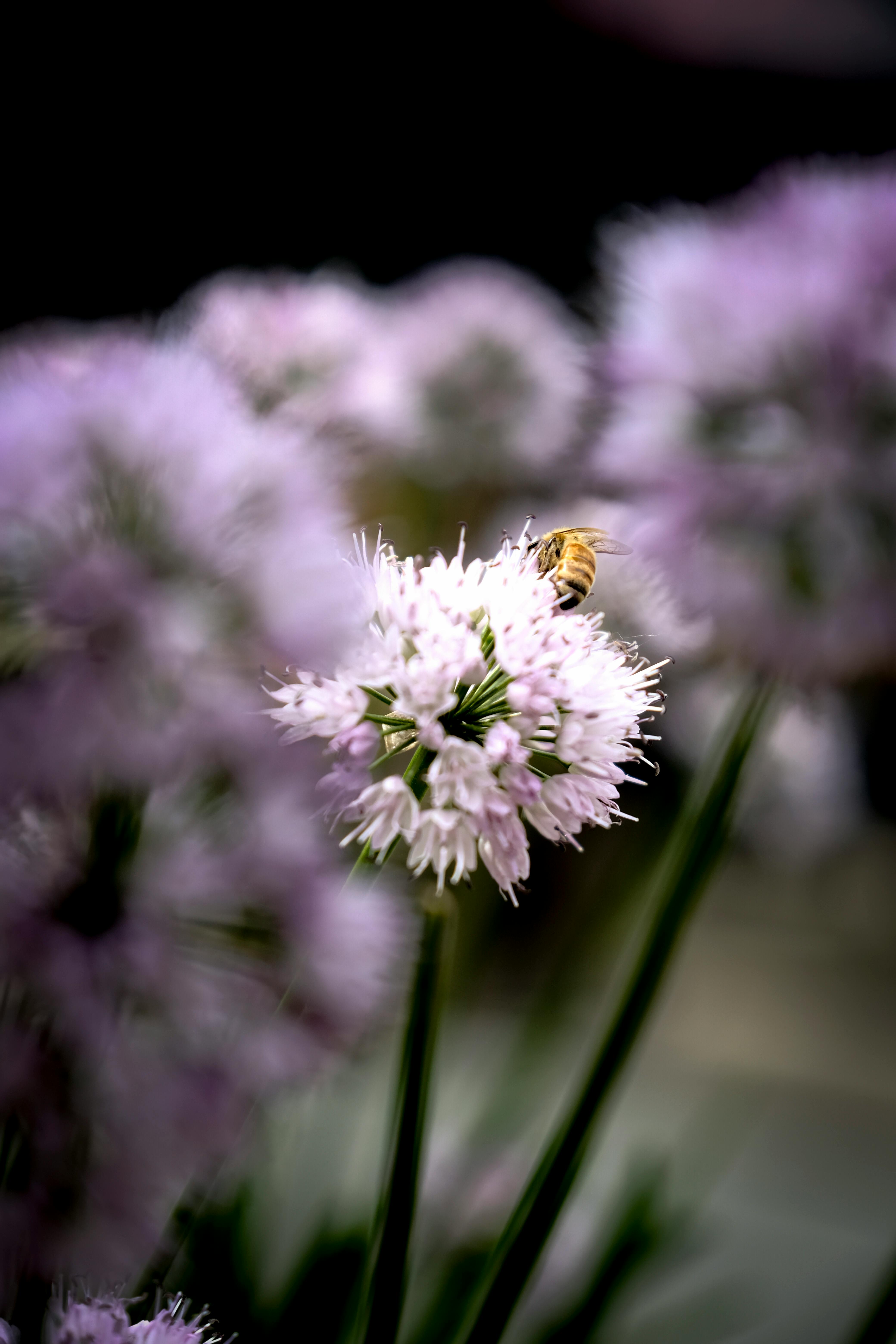 Close-up shot of a bee on a purple allium flower, showcasing pollination.