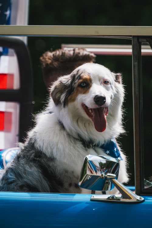 Free A joyful Australian Shepherd dog wearing an American flag bandana sits in a blue car. Stock Photo