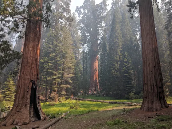 The Grizzly Giant sequoia in Mariposa Grove