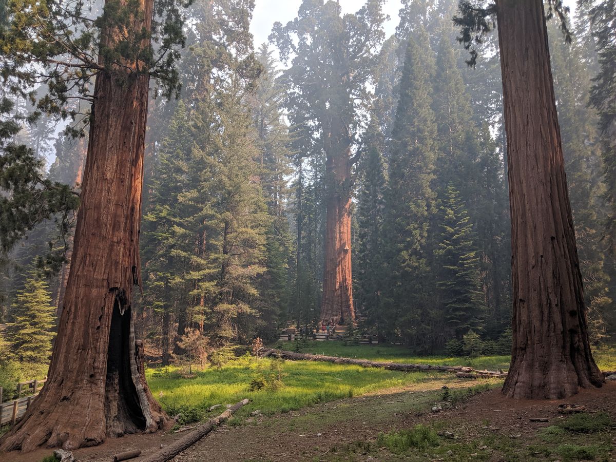 Sequoia