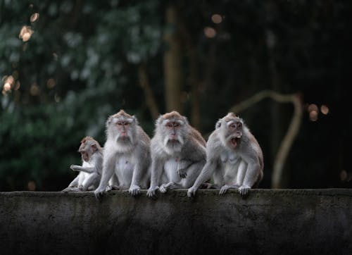 A group of monkeys sitting on a wall