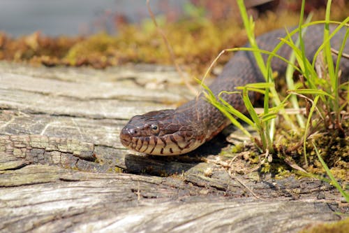 Free stock photo of water snake watersnake