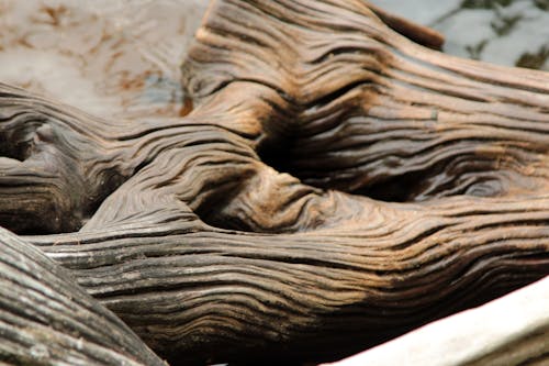 Free stock photo of driftwood wood cedar