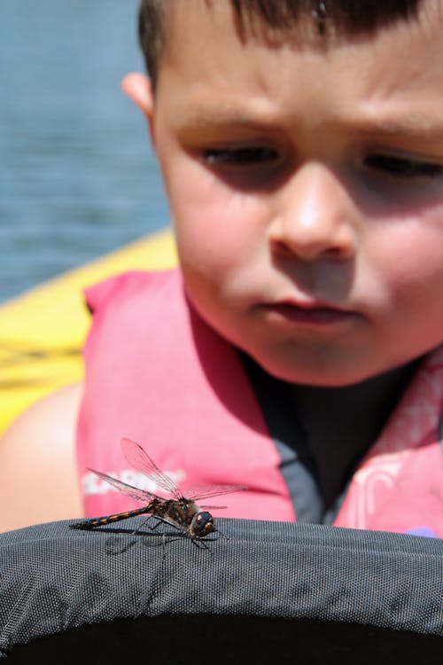 Free stock photo of boy studying dragonfly nature