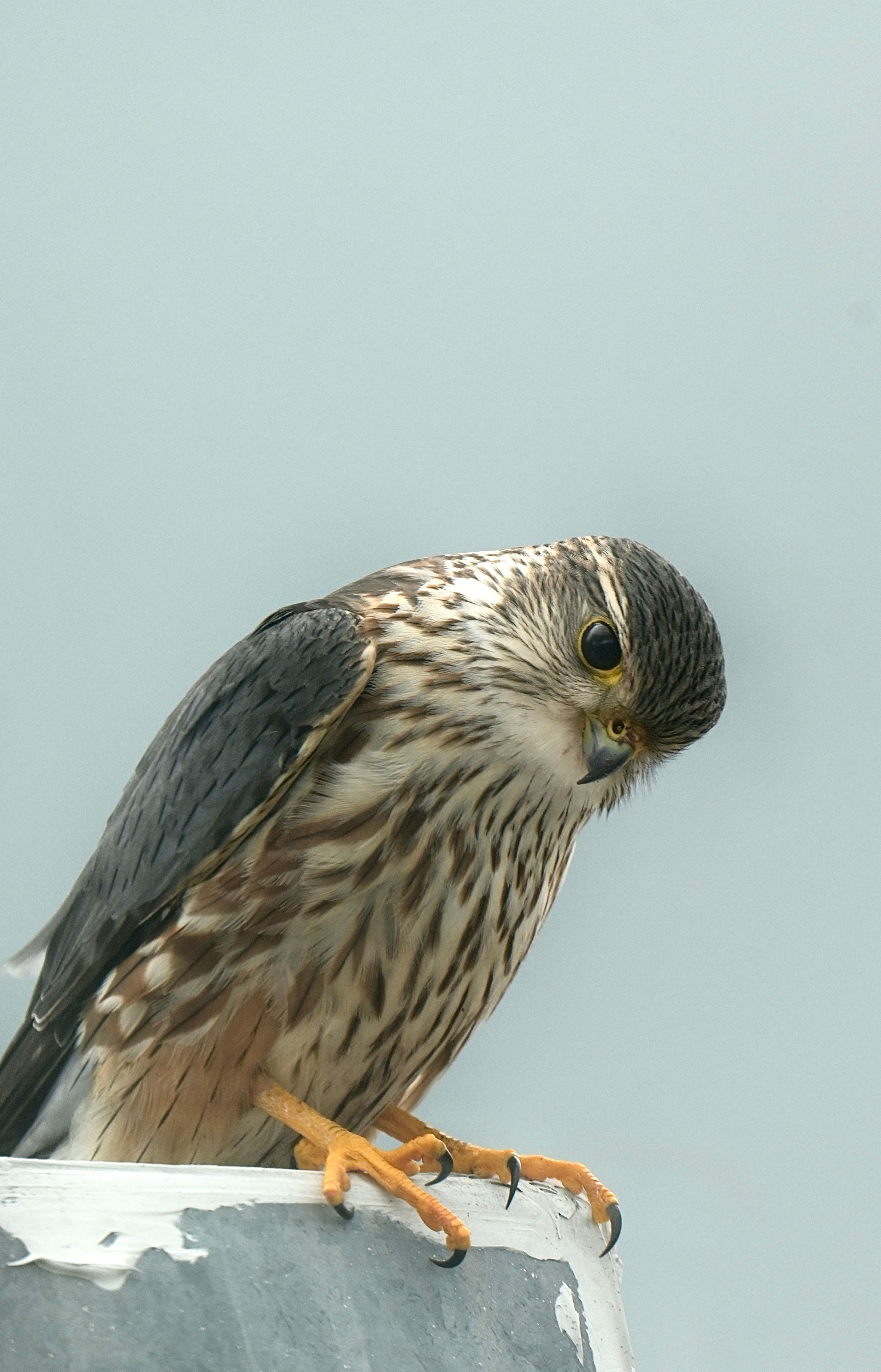 Detailed view of a Merlin falcon perched, showcasing its natural beauty in Canada.