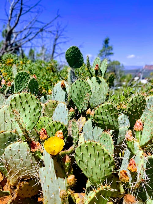 Free stock photo of cactus, cactus flower, desert