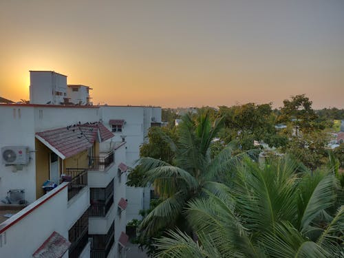 Free stock photo of chennai, city, palm trees