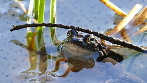 Free stock photo of amphibian, frog, pond