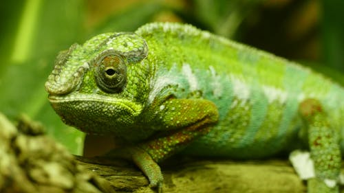 Iguana Verde En Tronco De Madera