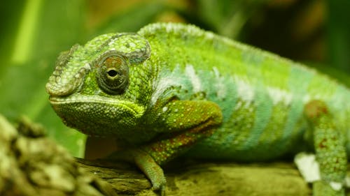 Green Iguana on Wooden Trunk