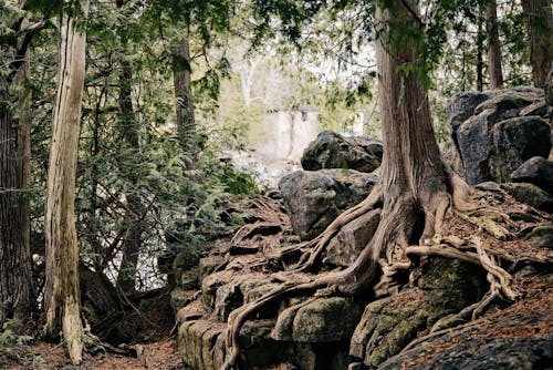 Gratis stockfoto met bomen, Bos, diep bos