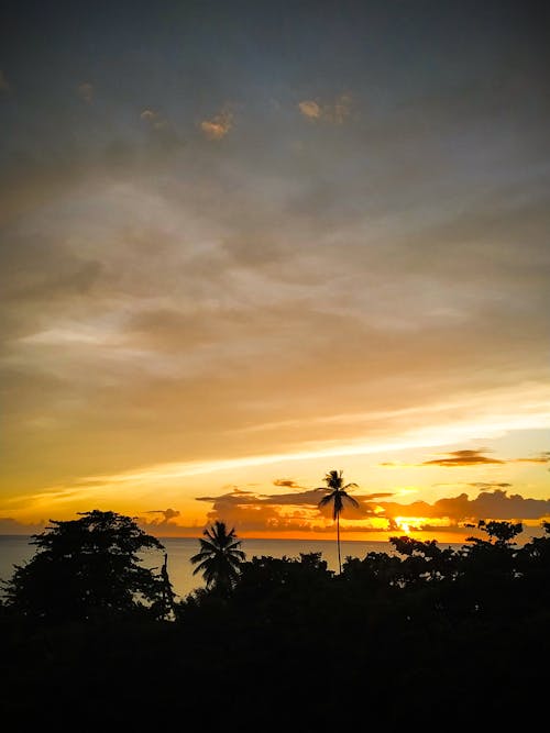 Fotobanka s bezplatnými fotkami na tému kokosové palmy, krásna obloha, orange_background