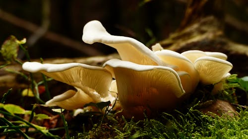 Champignon Blanc Sur L'herbe Verte