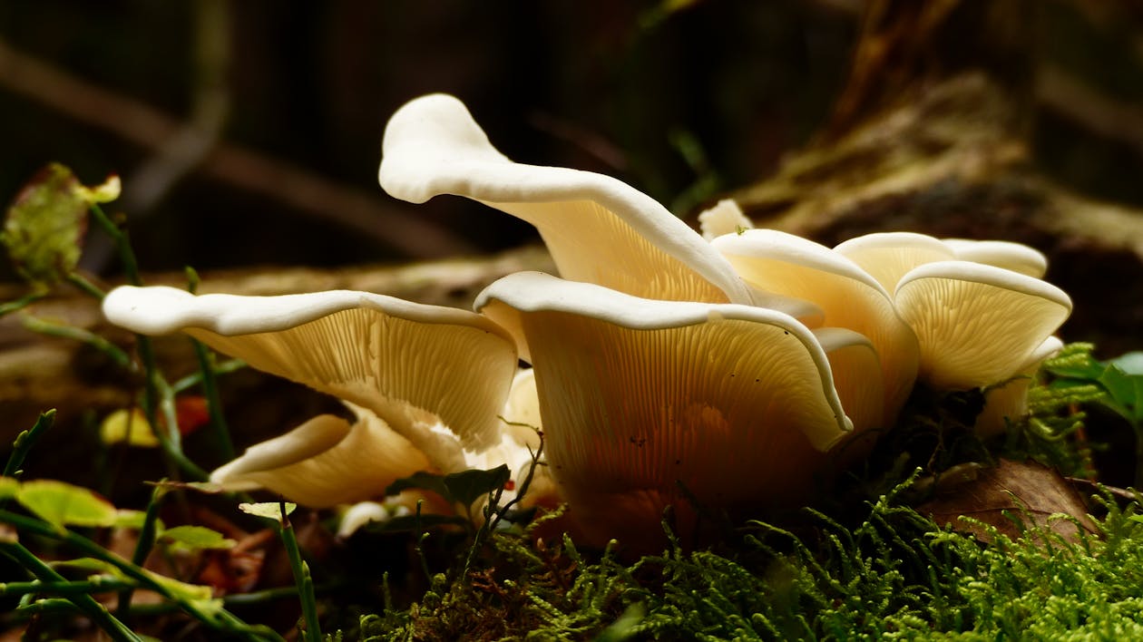 mushroom cultivation