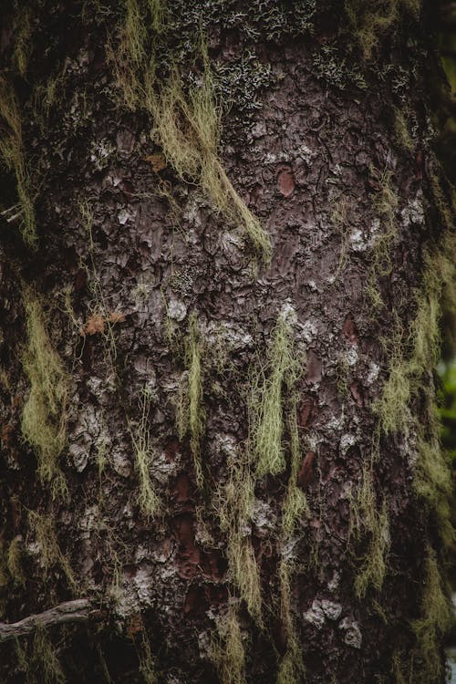 Moss-Draped Alaskan Tree Bark Close-Up