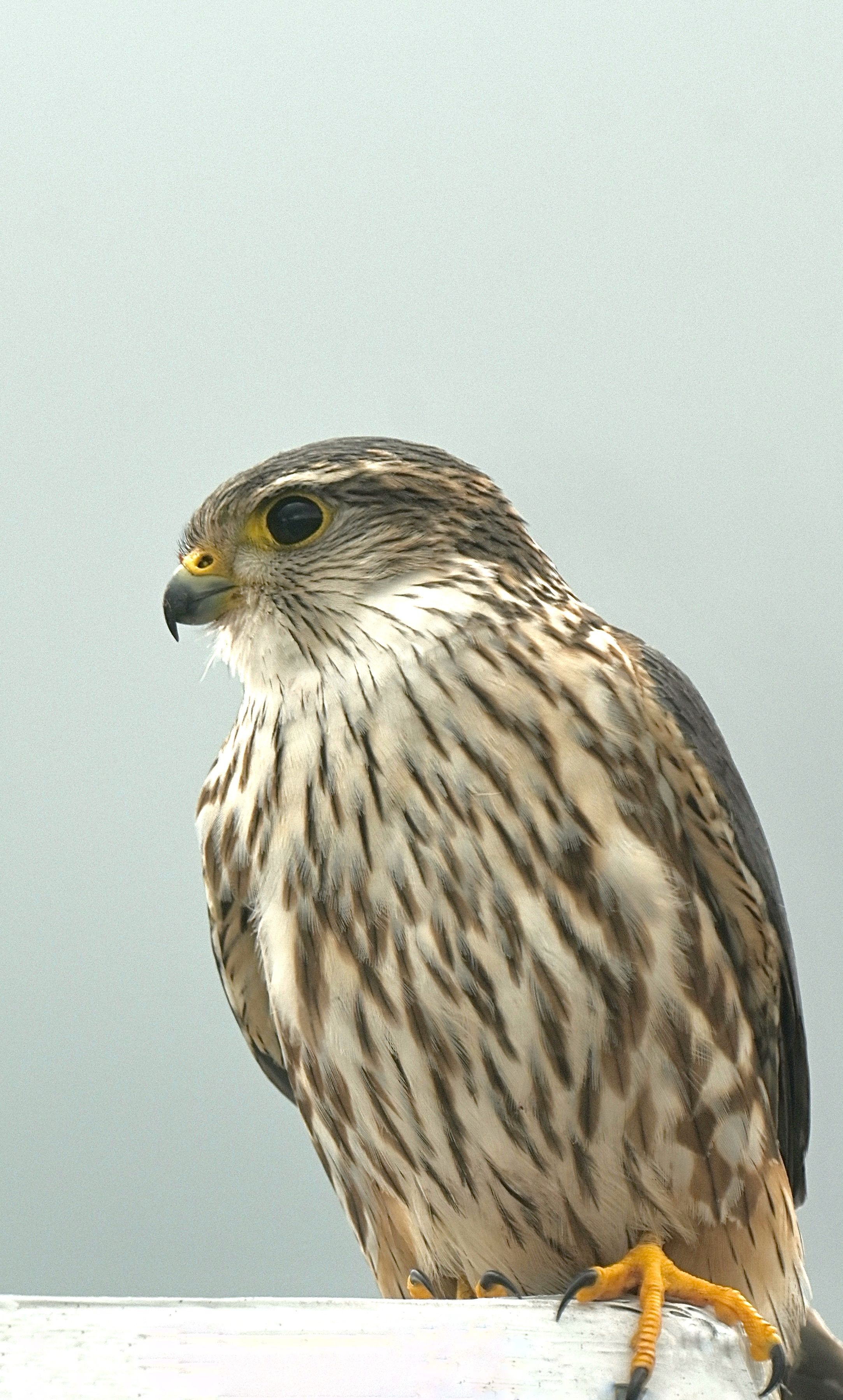 Detailed close-up of a merlin falcon perched, showcasing its distinct markings and features.