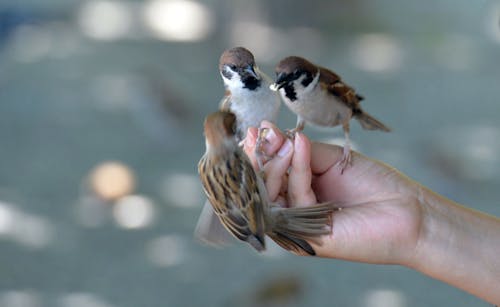 Free A person is holding a small bird in their hand Stock Photo