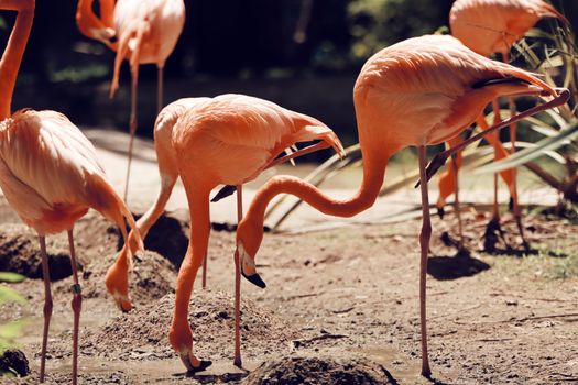 flamingo photo