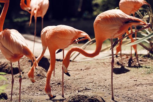 Free A group of flamingos gracefully interacting in a Lisbon zoo, capturing vibrant wildlife beauty. Stock Photo