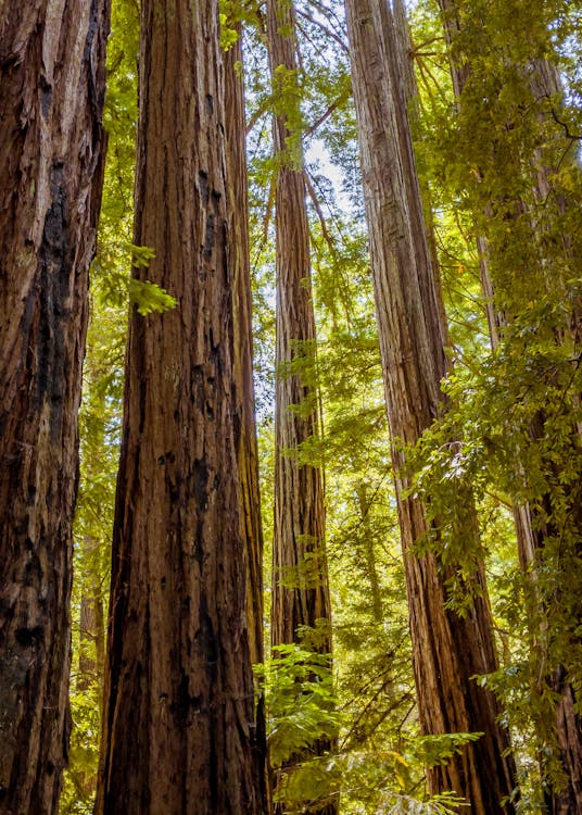レッドウッドの木カリフォルニアの無料の写真素材