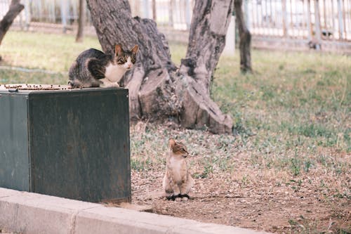 A cat and a dog are standing next to each other