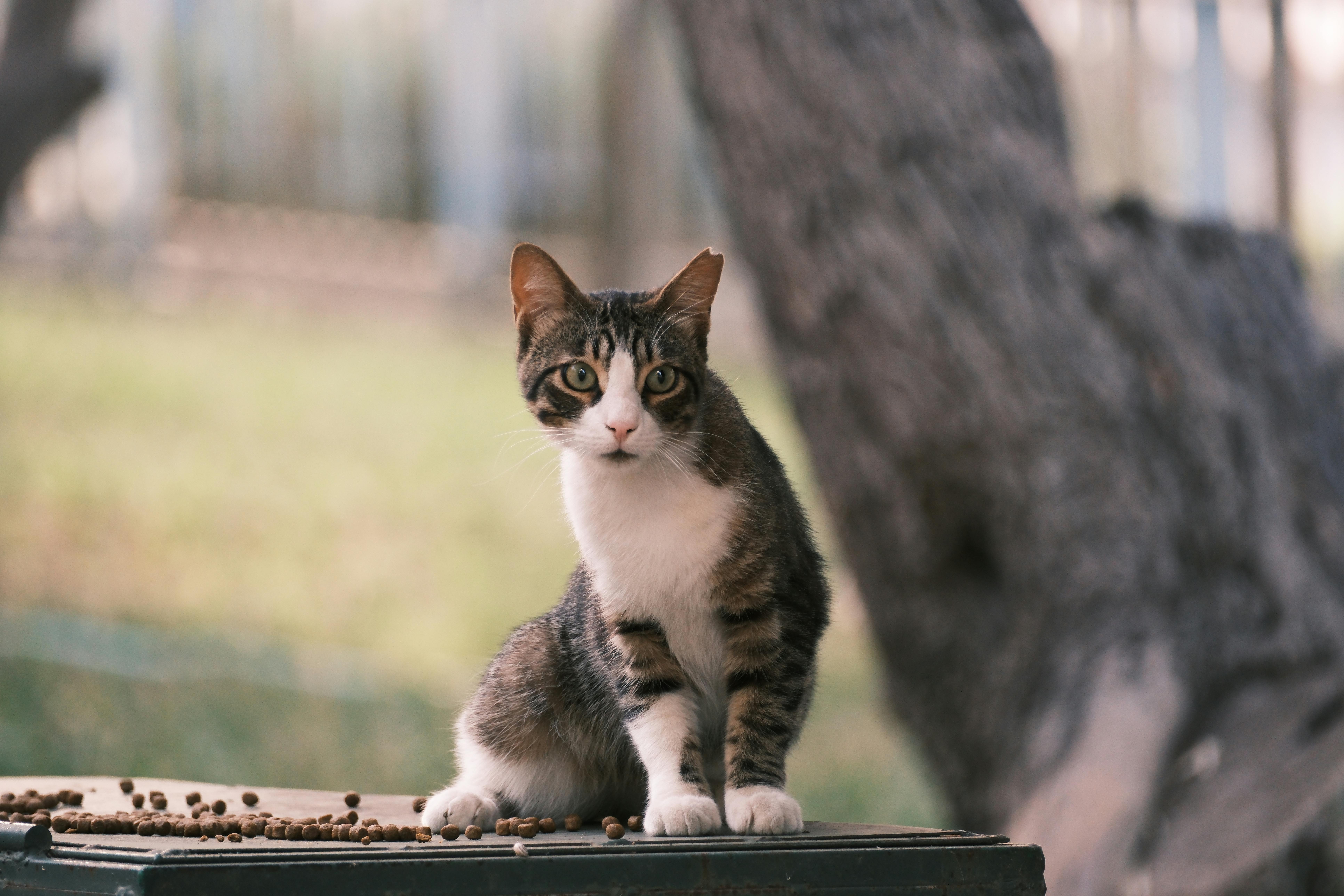 A cat sitting on top of a wooden box