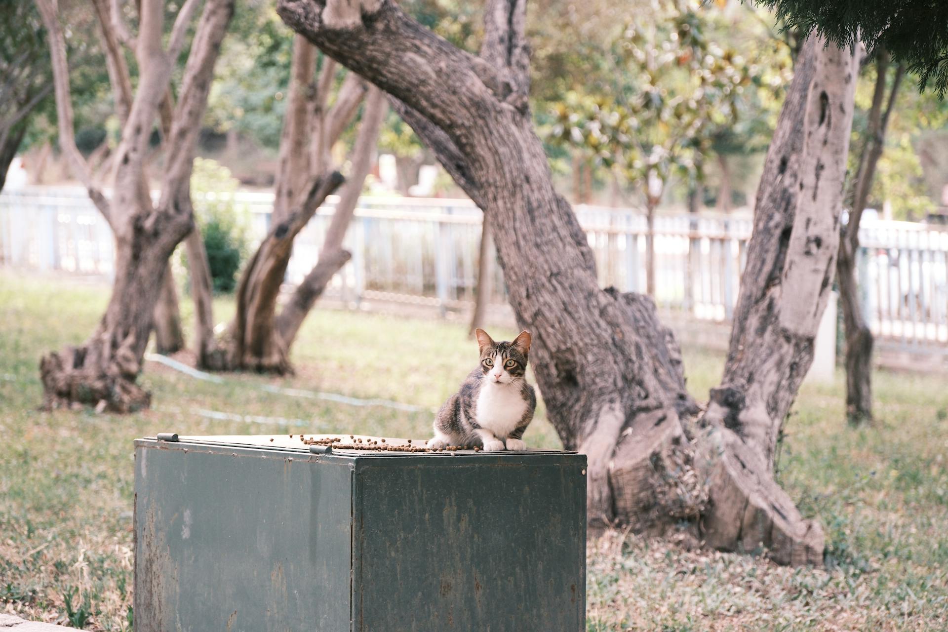 Stray Cat at Park