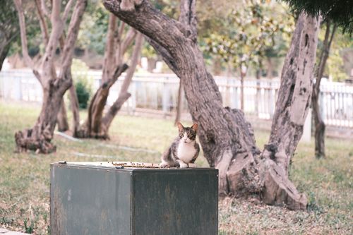Free Stray tabby cat perched on a garbage bin in a park in Izmir, Turkey. Stock Photo