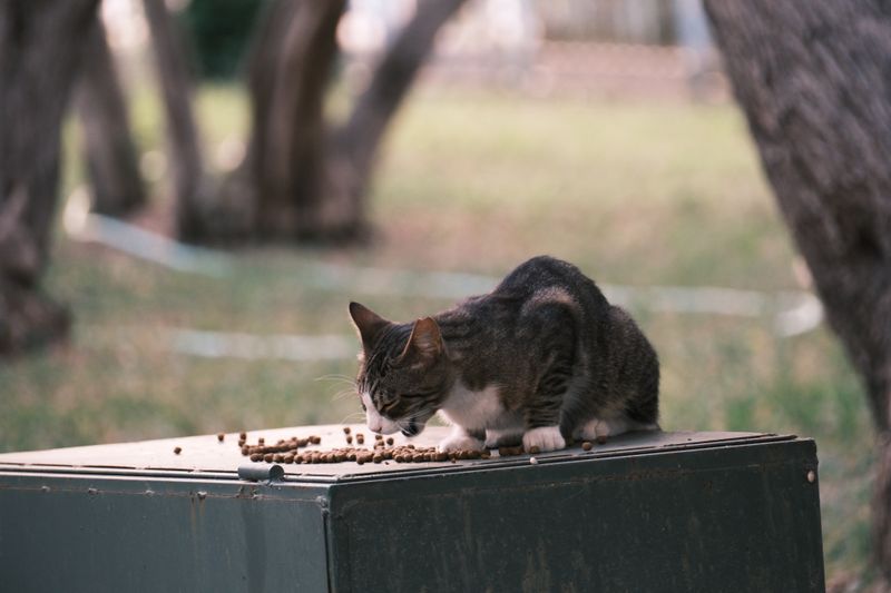 Gato atigrado comiendo pienso al aire libre