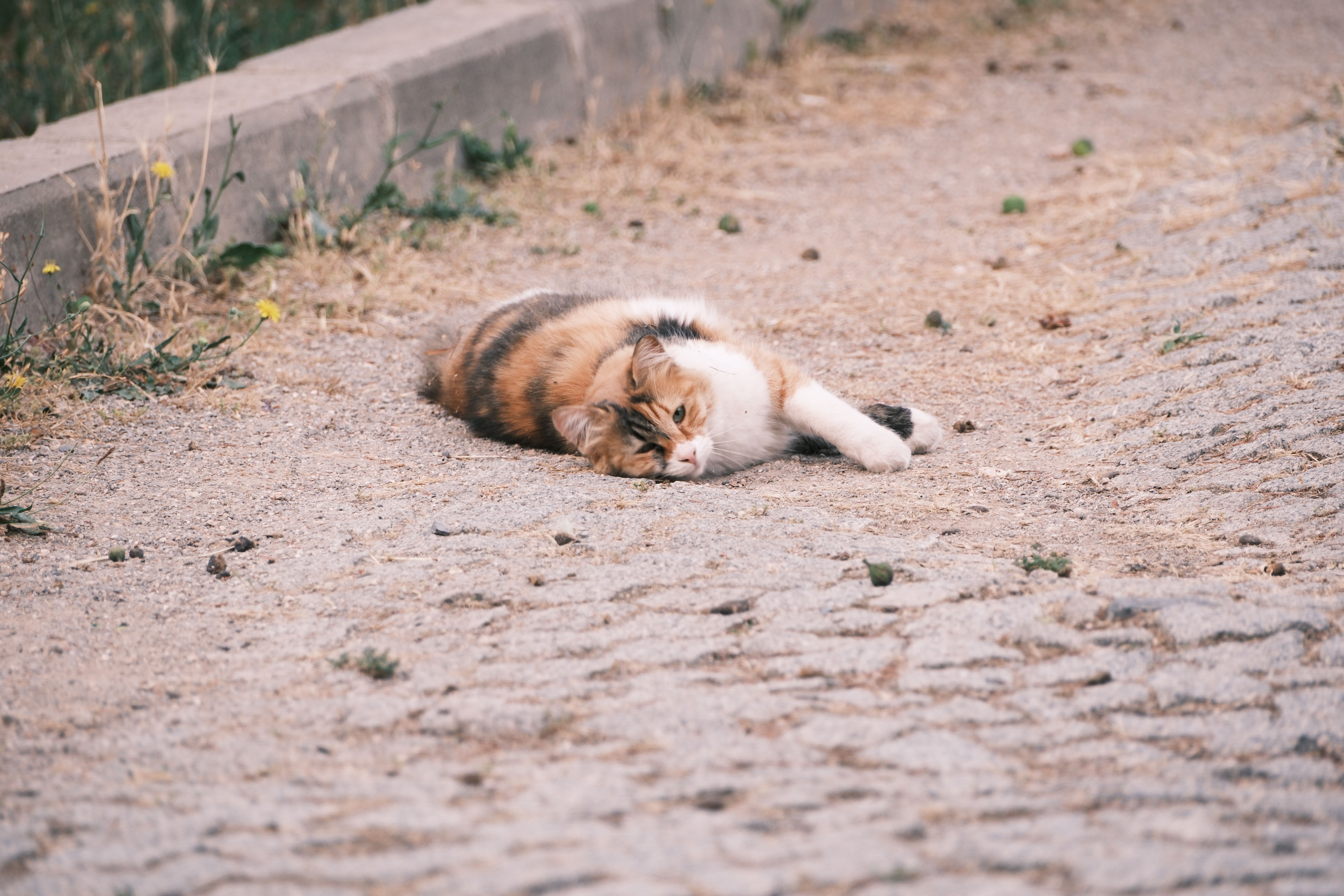 A cat laying on the ground next to a road · Free Stock Photo