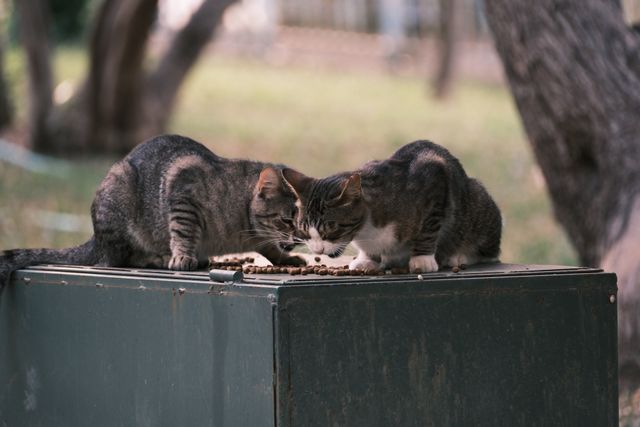 Two cats sharing space peacefully, the second cat dream