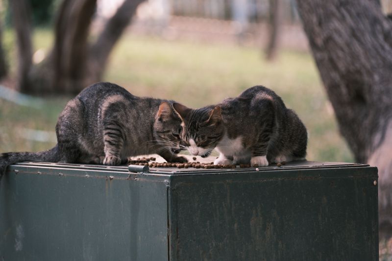 Katze frisst nicht aus der Schüssel
