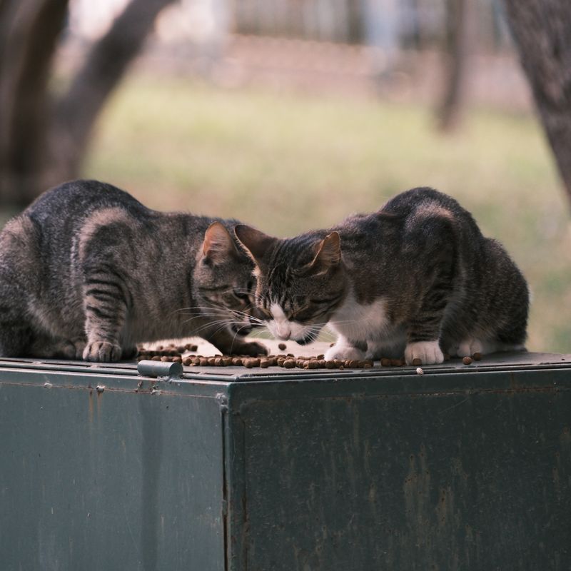 Hill's Somonlu Yetişkin Kedi Maması 1.5kg